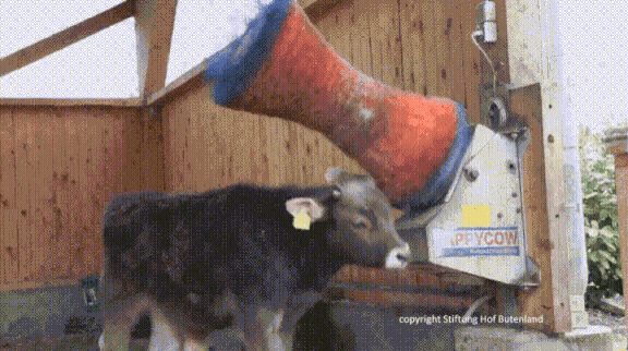 Happy cow rubbing up against a rotating brush roller